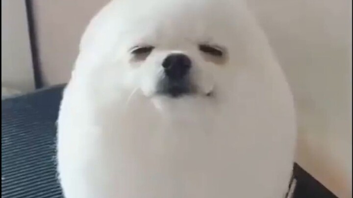 Anjing Telur di YouTube [Versi Lengkap]