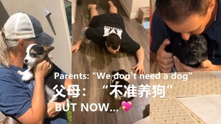 父母：“不准养狗勾” 但是看看现在... 💖