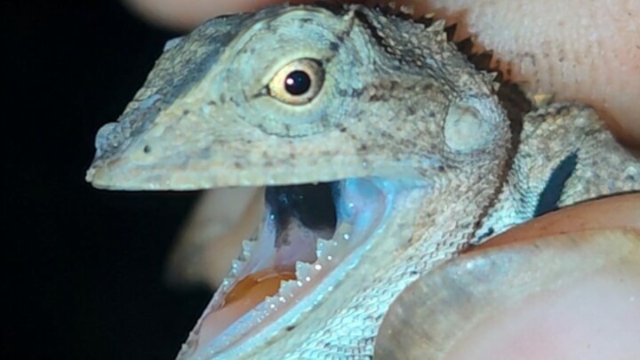 How to Train a Shy Chameleon Gecko