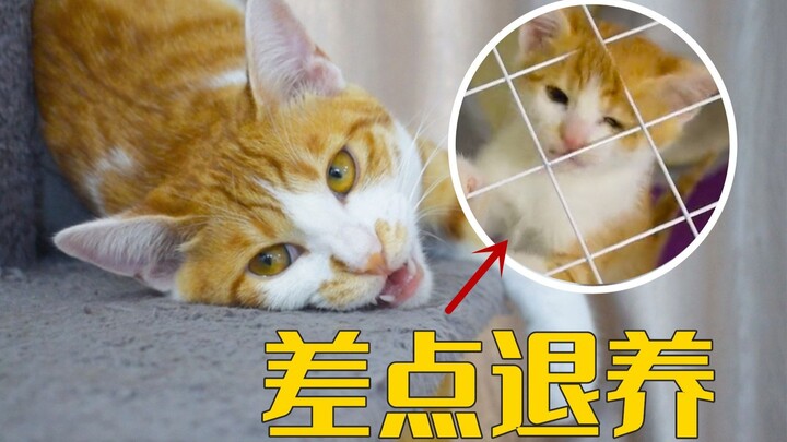 Lúc đầu định cho nghỉ hưu, chú mèo cam nhỏ vẫn được tôi nuôi lớn khôn