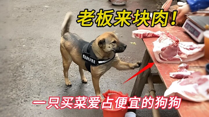 This is a Chinese rural dog that goes to the market to buy and sell groceries. It not only loves to 