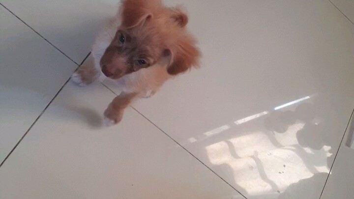 Titan wants treats and then crys🤎