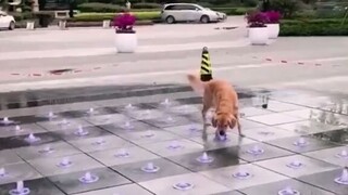 animal funny videos