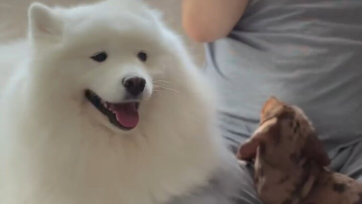 Yeye: “Nhìn cho kỹ, chuyện đi xin ăn này tao chỉ dạy một lần thôi.”