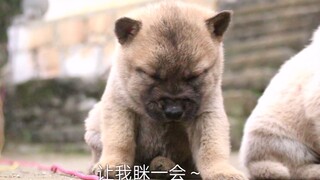 田园犬小奶狗，玩累后打瞌睡，像不像曾经上英语课的你？