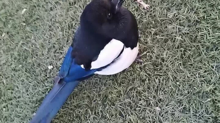 A pro wants to teach me how to build a nest