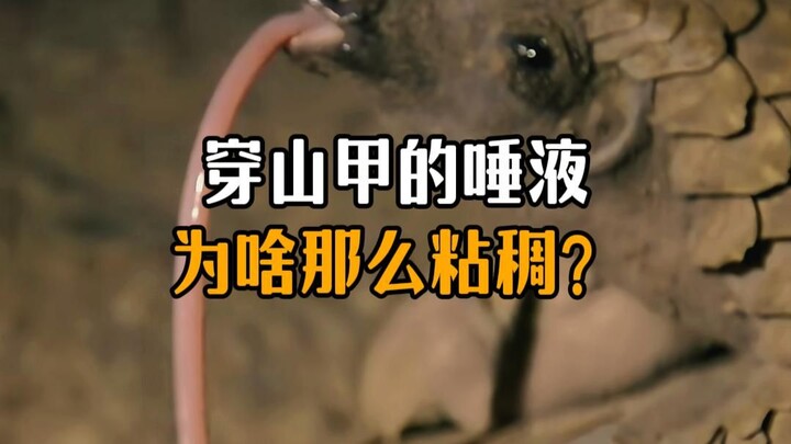Why is the pangolin’s saliva so viscous?