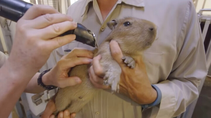 What’s it like giving a baby capybara an injection and a checkup?