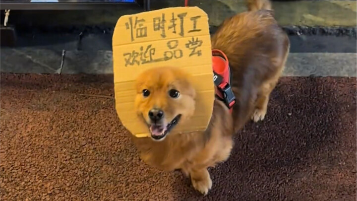 ลูกหมา: ทำงานพิเศษไง ออกมาต้อนรับลูกค้าเองเลย!