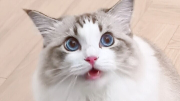 Hah? Kalian semua nyet nyet?