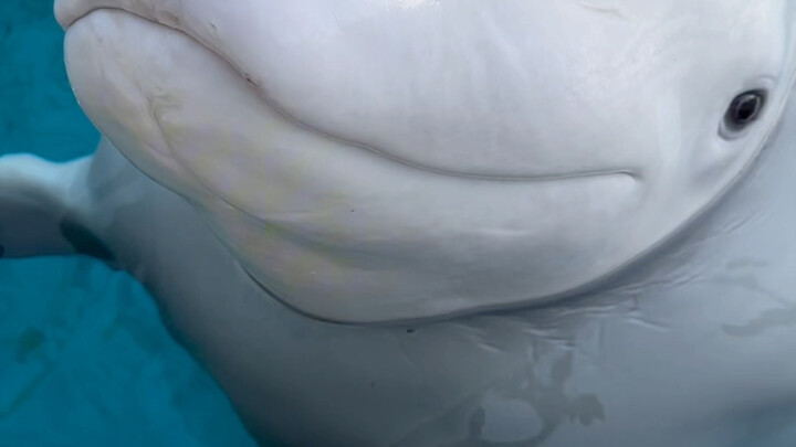 ทั้งหน้าผากเต็มไปด้วยไขมันนุ่มนิ่ม