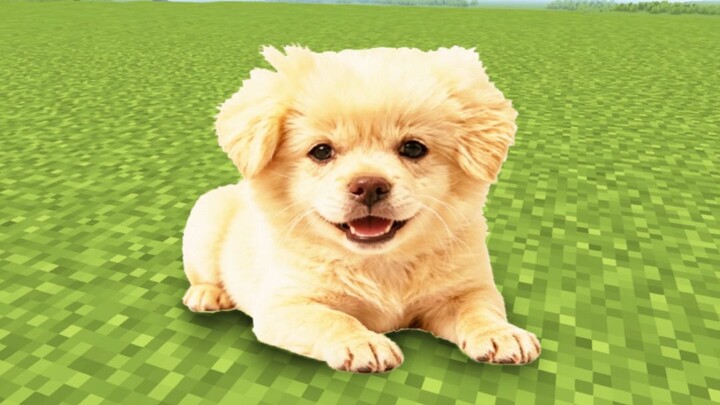 Sehari Anjing Kecil Menggonggong