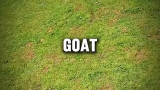 The Goat🐐