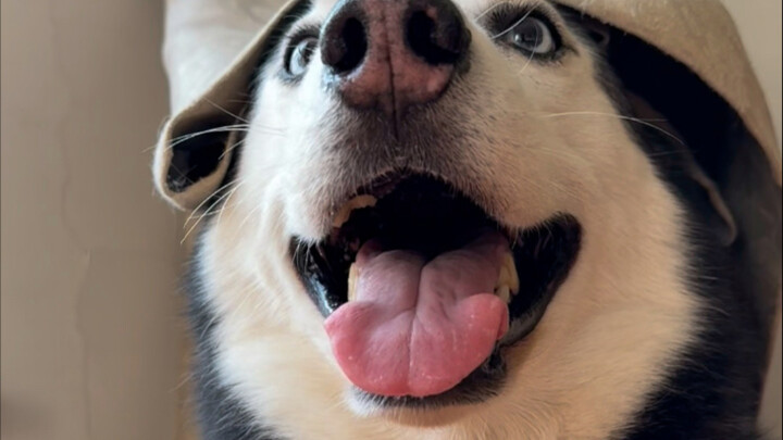 اليوم وصلت طرد كورو وكياو!