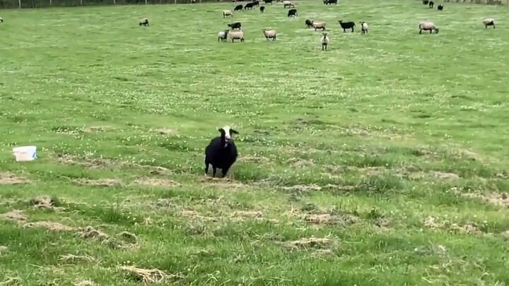“This is Cariad. Its very first feed after birth was from a bottle, given by us. Now whenever it see