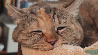 Sleepy and dazed during the day, dazzling and radiant at night