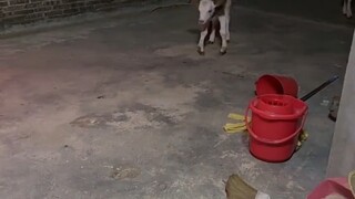 Sapi ini hampir membuatku ketakutan sampai mati