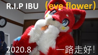 毛茸茸纪念馆—IBU 愿天堂没有痛苦，你可以继续喜欢你的爱好【补档】