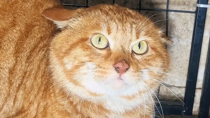 Si Jagoan Besar Daju 58