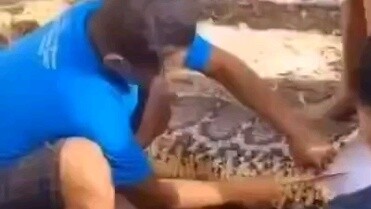 Hãy cẩn thận, trăn ăn hạt