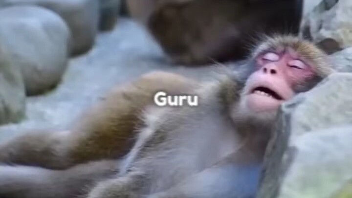 Guru sudah guru