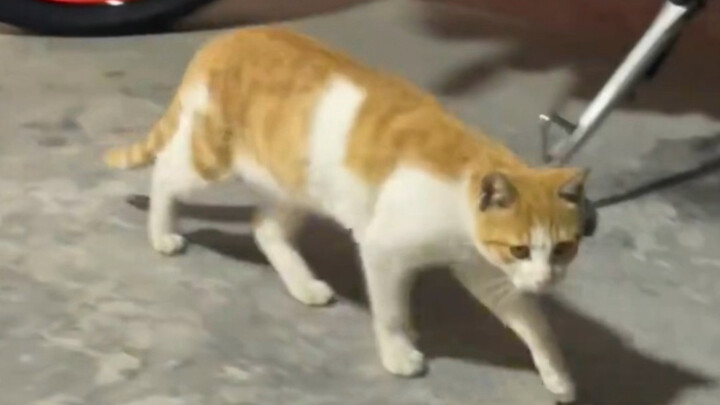 Cat and Mouse Truly Do Not Deceive Me