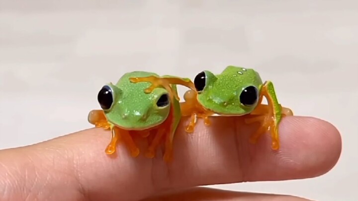 The frog climbing on my hand is so cute!