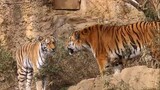 2岁东北虎和12岁母虎制作虎崽过程，体型差距好大！