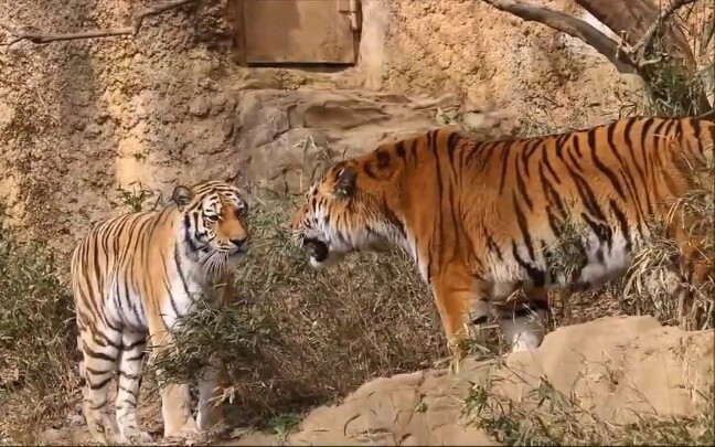 ขั้นตอนมีลูกของเสือโคร่งไซบีเรียอายุสองปีกับแม่เสืออายุ 12 ปี