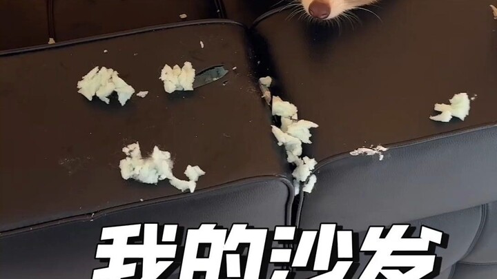 My sofa is about to fall apart.