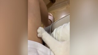Salty cat hands!