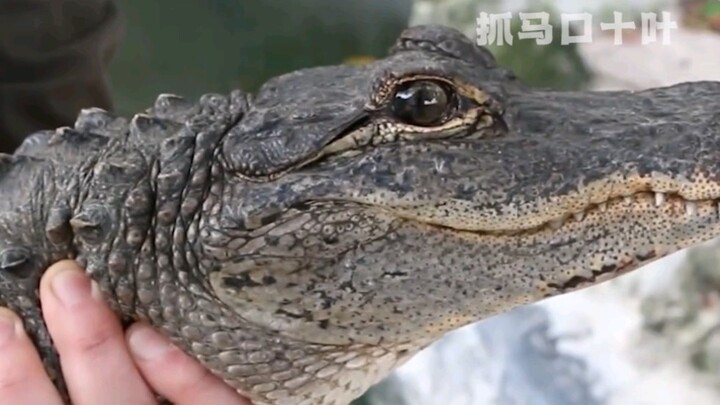 No wonder it’s the cutest member of the crocodile family—I absolutely love the Chinese alligator! #C