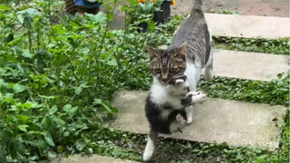 Induk kucing liar itu benar-benar memberiku anak kucingnya!