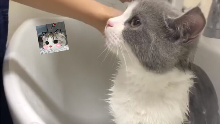 [Animals]An adorable cat who is cooperative while taking a bath