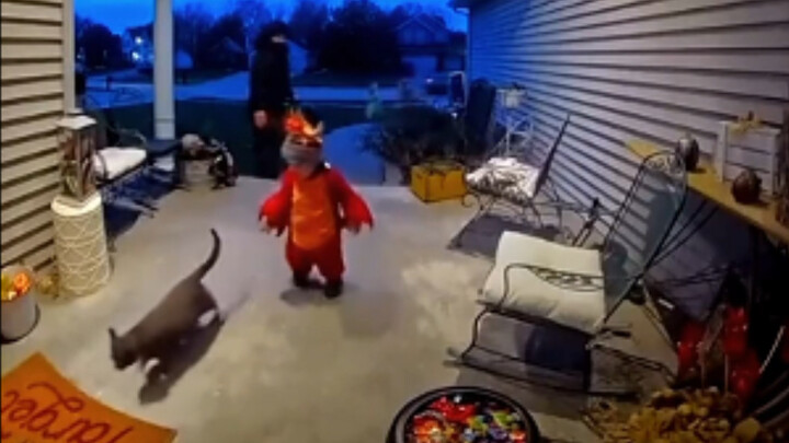 Who needs candy when you've got a kitty?