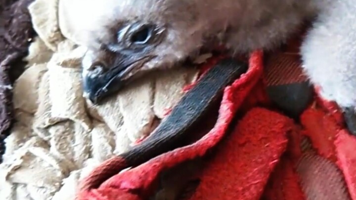 Foreign netizen stumbles upon a lone baby eagle while out for a walk, takes it in and raises it—but 