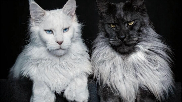 ยักษ์ใหญ่ใจดีจะน่ารักได้ขนาดไหน?