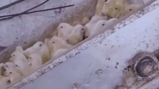 如果被搅碎的是你呢