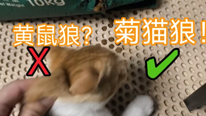 日防夜防，家猫难防！
