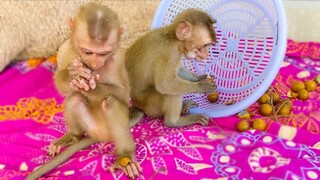 Back from the jungle Tiny Toto and Yaya are happy eating Longan fruit together