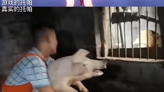 Toppa in the Real World