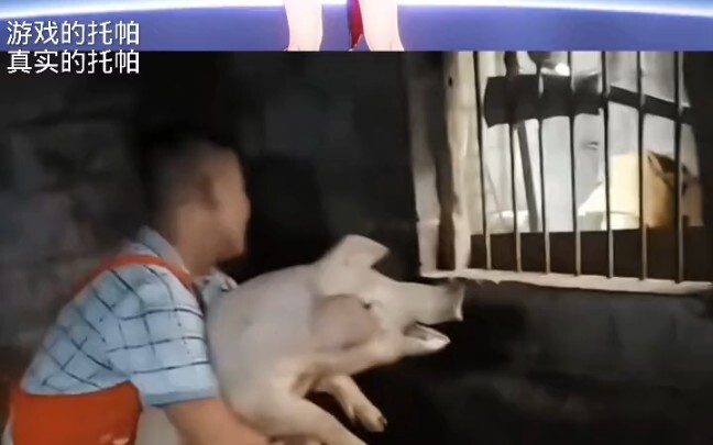 توبا في العالم الحقيقي