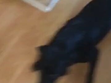 He doesn't even dare to bring his hand near him.