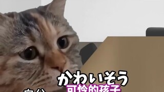 【熟肉】在南桐片制作公司打工的日常（复进篇） | 猫meme