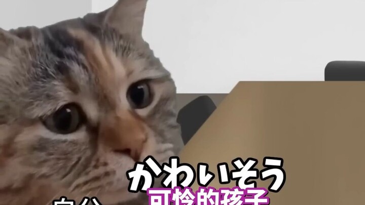 [Cooked Meat] Daily Life Working at Nantong Film Production Company (Revisited) | Cat Meme