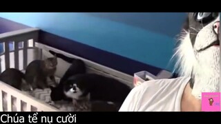Con mèo chúa #funny