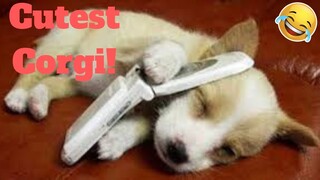 💥Cutest Corgi Viral Weekly LOL😂🙃💥 of 2019| Funny Animal Videos💥👌