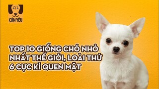 Top 10 Giống Chó Nhỏ Nhất Thế Giới, Loài Thứ 6 Cực Kỳ Quen Mặt | Cún Yêu | Coi Là Ghiền