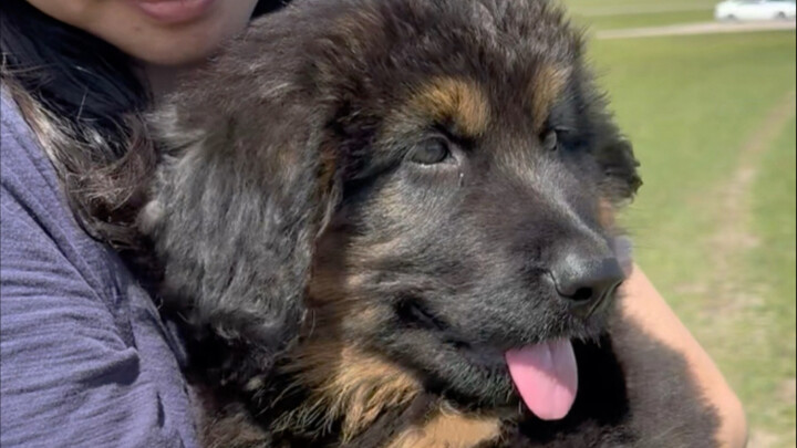 หลังจากพาลูกหมาโมก็องมาโกะไปจากบ้านคนเลี้ยงสัตว์...