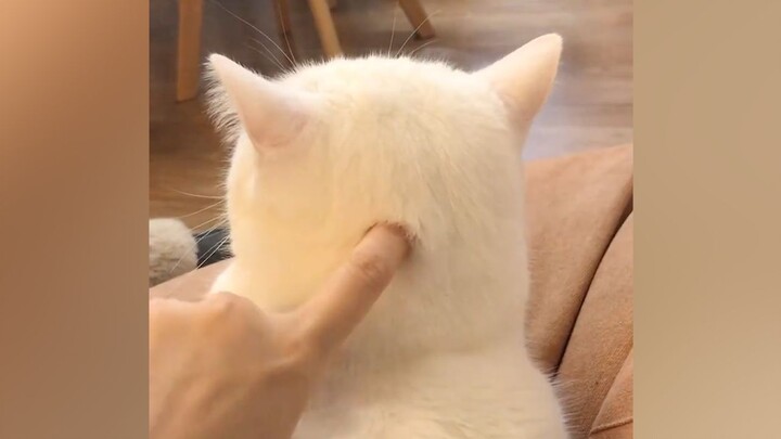 “This cat… has been making me happy for days.”